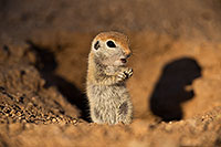/images/133/2019-05-13-gv-creatures-viv1-5d4_2374.jpg - #14642: Baby Round Tailed Ground Squirrel in Green Valley … May 2019 -- Green Valley, Arizona