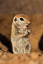 /images/133/2019-05-13-gv-creatures-viv1-5d4_2374v.jpg - #14658: Baby Round Tailed Ground Squirrel in Green Valley … May 2019 -- Green Valley, Arizona