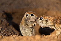 /images/133/2019-05-13-gv-creatures-viv1-5d4_2402.jpg - #14659: Baby Round Tailed Ground Squirrel in Green Valley … May 2019 -- Green Valley, Arizona