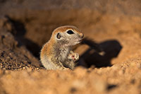 /images/133/2019-05-13-gv-creatures-viv1-5d4_2407.jpg - #14660: Baby Round Tailed Ground Squirrel in Green Valley … May 2019 -- Green Valley, Arizona