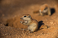 /images/133/2019-05-13-gv-creatures-viv1-5d4_2448.jpg - #14661: Baby Round Tailed Ground Squirrel in Green Valley … May 2019 -- Green Valley, Arizona