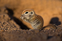 /images/133/2019-05-13-gv-creatures-viv1-5d4_2644.jpg - #14647: Baby Round Tailed Ground Squirrel in Green Valley … May 2019 -- Green Valley, Arizona