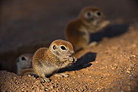 /images/133/2019-05-13-gv-creatures-viv1-5d4_2779.jpg - #14663: Baby Round Tailed Ground Squirrel in Green Valley … May 2019 -- Green Valley, Arizona