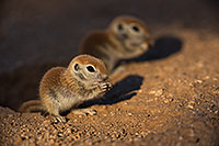 /images/133/2019-05-13-gv-creatures-viv1-5d4_2800.jpg - #14664: Baby Round Tailed Ground Squirrel in Green Valley … May 2019 -- Green Valley, Arizona