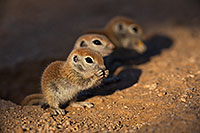 /images/133/2019-05-13-gv-creatures-viv1-5d4_2830.jpg - #14665: Baby Round Tailed Ground Squirrel in Green Valley … May 2019 -- Green Valley, Arizona