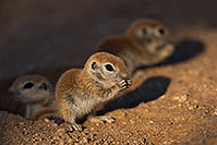 /images/133/2019-05-13-gv-creatures-viv1-5d4_2841.jpg - #14666: Baby Round Tailed Ground Squirrel in Green Valley … May 2019 -- Green Valley, Arizona