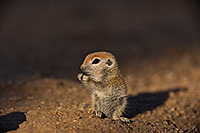 /images/133/2019-05-13-gv-creatures-viv1-5d4_2910.jpg - #14667: Baby Round Tailed Ground Squirrel in Green Valley … May 2019 -- Green Valley, Arizona
