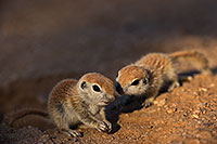 /images/133/2019-05-13-gv-creatures-viv1-5d4_2919.jpg - #14668: Baby Round Tailed Ground Squirrel in Green Valley … May 2019 -- Green Valley, Arizona