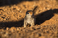 /images/133/2019-05-13-gv-creatures-viv1-5d4_3135.jpg - #14670: Baby Round Tailed Ground Squirrel in Green Valley … May 2019 -- Green Valley, Arizona
