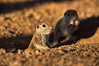 /images/133/2019-05-13-gv-creatures-viv1-5d4_3204.jpg - #14671: Baby Round Tailed Ground Squirrel in Green Valley … May 2019 -- Green Valley, Arizona