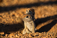 /images/133/2019-05-13-gv-creatures-viv1-5d4_3300.jpg - #14672: Baby Round Tailed Ground Squirrels in Green Valley … May 2019 -- Green Valley, Arizona