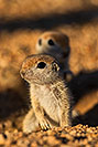 /images/133/2019-05-13-gv-creatures-viv1-5d4_3300v.jpg - #14673: Baby Round Tailed Ground Squirrel in Green Valley … May 2019 -- Green Valley, Arizona