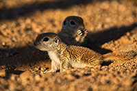 /images/133/2019-05-13-gv-creatures-viv1-5d4_3336.jpg - #14674: Baby Round Tailed Ground Squirrel in Green Valley … May 2019 -- Green Valley, Arizona