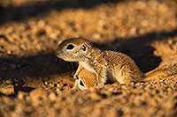 /images/133/2019-05-13-gv-creatures-viv1-5d4_3365.jpg - #14675: Baby Round Tailed Ground Squirrel in Green Valley … May 2019 -- Green Valley, Arizona