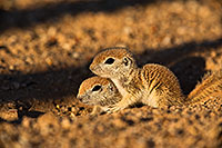 /images/133/2019-05-13-gv-creatures-viv1-5d4_3368.jpg - #14676: Baby Round Tailed Ground Squirrels in Green Valley … May 2019 -- Green Valley, Arizona