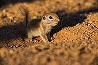 /images/133/2019-05-13-gv-creatures-viv1-5d4_3399.jpg - #14662: Baby Round Tailed Ground Squirrel in Green Valley … May 2019 -- Green Valley, Arizona