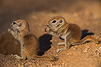 /images/133/2019-05-13-gv-creatures-viv1-61-5d4_2149.jpg - #14678: Baby Round Tailed Ground Squirrels in Green Valley … May 2019 -- Green Valley, Arizona