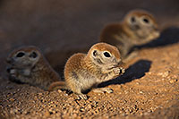 /images/133/2019-05-13-gv-creatures-viv1-76-5d4_2793.jpg - #14679: Baby Round Tailed Ground Squirrels in Green Valley … May 2019 -- Green Valley, Arizona