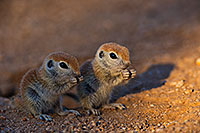 /images/133/2019-05-13-gv-creatures-viv1mi1-8-5d4_2949.jpg - #14680: Baby Round Tailed Ground Squirrels in Green Valley … May 2019 -- Green Valley, Arizona