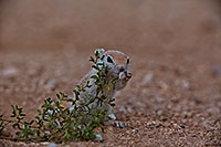 /images/133/2019-05-14-gv-creatures-ton1-5d4_3901.jpg - #14682: Baby Round Tailed Ground Squirrel in Green Valley … May 2019 -- Green Valley, Arizona