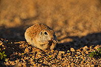 /images/133/2019-05-14-gv-creatures-ton1-5d4_4819.jpg - #14683: Baby Round Tailed Ground Squirrel in Green Valley … May 2019 -- Green Valley, Arizona