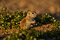 /images/133/2019-05-14-gv-creatures-ton1-5d4_4977.jpg - #14684: Baby Round Tailed Ground Squirrel in Green Valley … May 2019 -- Green Valley, Arizona