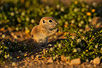 /images/133/2019-05-14-gv-creatures-ton1-5d4_5072.jpg - #14685: Baby Round Tailed Ground Squirrel in Green Valley … May 2019 -- Green Valley, Arizona