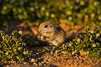 /images/133/2019-05-14-gv-creatures-ton1-5d4_5142.jpg - #14686: Baby Round Tailed Ground Squirrel in Green Valley … May 2019 -- Green Valley, Arizona