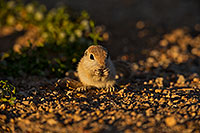 /images/133/2019-05-14-gv-creatures-ton1-5d4_5150.jpg - #14687: Baby Round Tailed Ground Squirrel in Green Valley … May 2019 -- Green Valley, Arizona