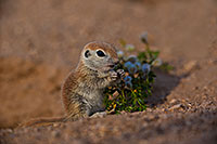 /images/133/2019-05-14-gv-creatures-viv1-5d4_3769.jpg - #14688: Baby Round Tailed Ground Squirrel in Green Valley … May 2019 -- Green Valley, Arizona