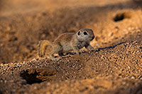 /images/133/2019-05-14-gv-creatures-viv1-5d4_4001.jpg - #14689: Baby Round Tailed Ground Squirrel in Green Valley … May 2019 -- Green Valley, Arizona