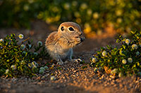 /images/133/2019-05-14-gv-creatures-viv1-5d4_5448.jpg - #14691: Baby Round Tailed Ground Squirrel in Green Valley … May 2019 -- Green Valley, Arizona