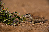 /images/133/2019-05-15-gv-creatures-viv1-5d4_5508.jpg - #14693: Baby Round Tailed Ground Squirrel in Green Valley … May 2019 -- Green Valley, Arizona