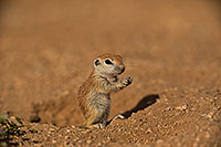 /images/133/2019-05-15-gv-creatures-viv1-5d4_5544.jpg - #14694: Baby Round Tailed Ground Squirrel in Green Valley … May 2019 -- Green Valley, Arizona