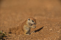 /images/133/2019-05-15-gv-creatures-viv1-5d4_5545.jpg - #14695: Baby Round Tailed Ground Squirrel in Green Valley … May 2019 -- Green Valley, Arizona