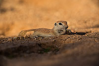 /images/133/2019-05-15-gv-creatures-viv1-5d4_5689.jpg - #14696: Baby Round Tailed Ground Squirrel in Green Valley … May 2019 -- Green Valley, Arizona