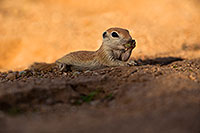 /images/133/2019-05-15-gv-creatures-viv1-85-5d4_5678.jpg - #14698: Baby Round Tailed Ground Squirrel in Green Valley … May 2019 -- Green Valley, Arizona