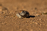 /images/133/2019-05-16-gv-creatures-viv1-5d4_6253.jpg - #14699: Baby Round Tailed Ground Squirrel in Green Valley … May 2019 -- Green Valley, Arizona