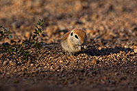 /images/133/2019-05-17-gv-creatures-viv1-5d4_7450.jpg - #14700: Baby Round Tailed Ground Squirrel in Green Valley … May 2019 -- Green Valley, Arizona