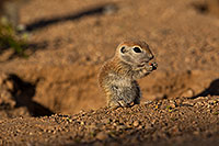 /images/133/2019-05-17-gv-creatures-viv1-5d4_7517.jpg - #14701: Baby Round Tailed Ground Squirrel in Green Valley … May 2019 -- Green Valley, Arizona
