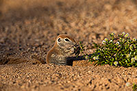 /images/133/2019-05-17-gv-creatures-viv1-5d4_7574.jpg - #14702: Baby Round Tailed Ground Squirrel in Green Valley … May 2019 -- Green Valley, Arizona