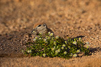 /images/133/2019-05-17-gv-creatures-viv1-5d4_7638.jpg - #14703: Baby Round Tailed Ground Squirrel in Green Valley … May 2019 -- Green Valley, Arizona