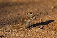 /images/133/2019-05-17-gv-creatures-viv1-5d4_7705.jpg - #14704: Baby Round Tailed Ground Squirrel in Green Valley … May 2019 -- Green Valley, Arizona