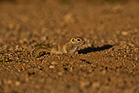 /images/133/2019-05-21-gv-creatures-ton1-5d4_9915.jpg - #14706: Baby Round Tailed Ground Squirrel in Green Valley … May 2019 -- Green Valley, Arizona