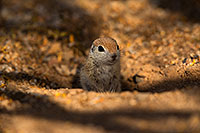 /images/133/2019-05-21-gv-creatures-viv1-5d4_9275.jpg - #14707: Baby Round Tailed Ground Squirrel in Green Valley … May 2019 -- Green Valley, Arizona