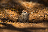 /images/133/2019-05-21-gv-creatures-viv1-5d4_9297.jpg - #14708: Baby Round Tailed Ground Squirrel in Green Valley … May 2019 -- Green Valley, Arizona