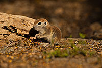 /images/133/2019-05-21-gv-creatures-viv1-5d4_9442.jpg - #14694: Baby Round Tailed Ground Squirrel in Green Valley … May 2019 -- Green Valley, Arizona
