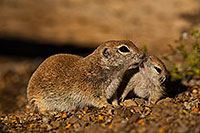 /images/133/2019-05-21-gv-creatures-viv1-5d4_9457.jpg - #14710: Baby Round Tailed Ground Squirrel in Green Valley … May 2019 -- Green Valley, Arizona