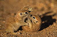 /images/133/2019-05-21-gv-creatures-viv1-5d4_9634.jpg - #14711: Baby Round Tailed Ground Squirrel in Green Valley … May 2019 -- Green Valley, Arizona