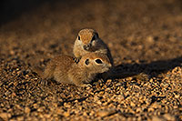 /images/133/2019-05-21-gv-creatures-viv1-5d4_9824.jpg - #14712: Baby Round Tailed Ground Squirrel in Green Valley … May 2019 -- Green Valley, Arizona